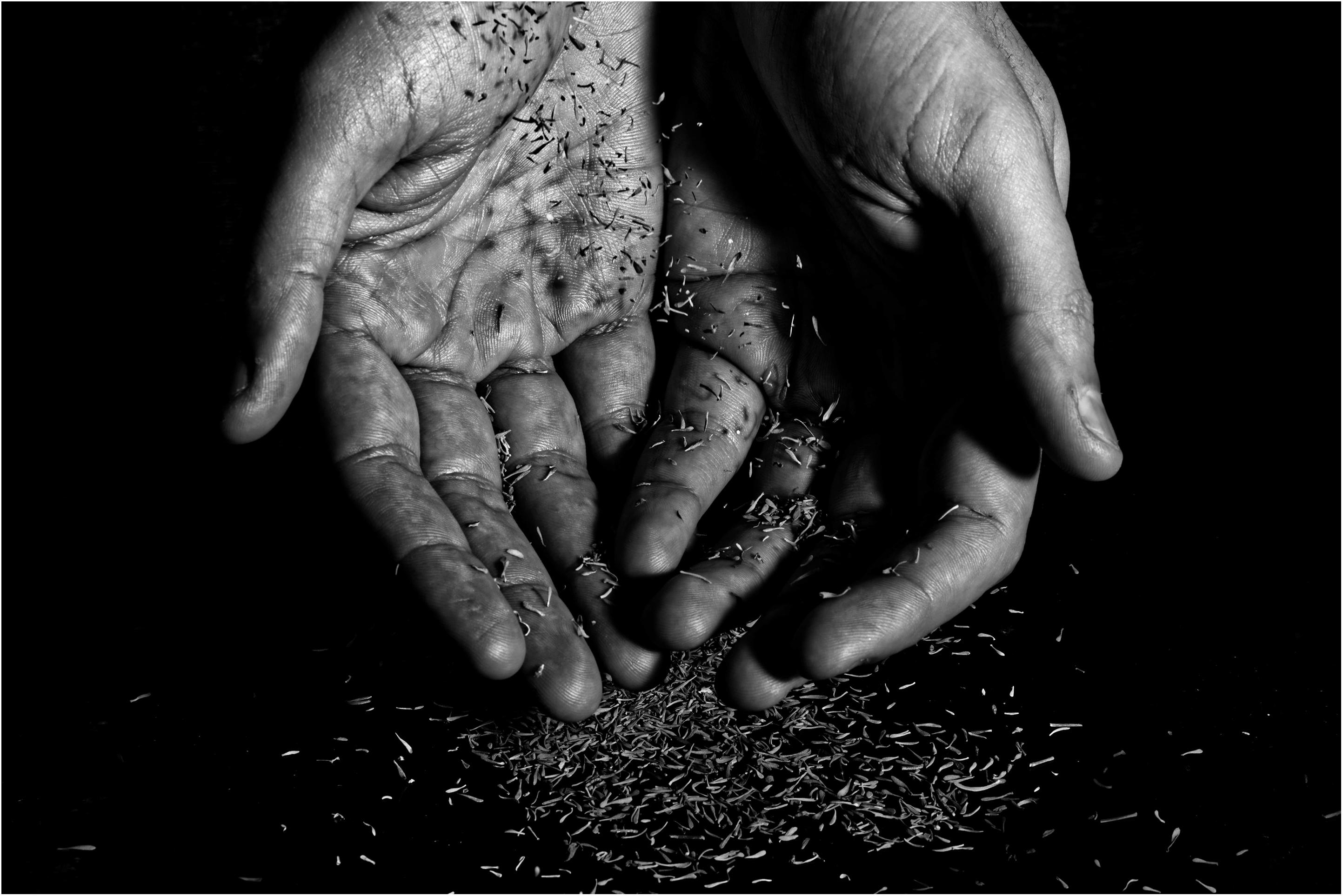 Hands holding seeds