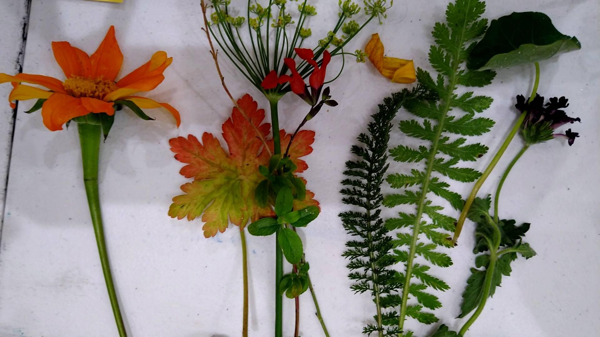 Plants on cloth