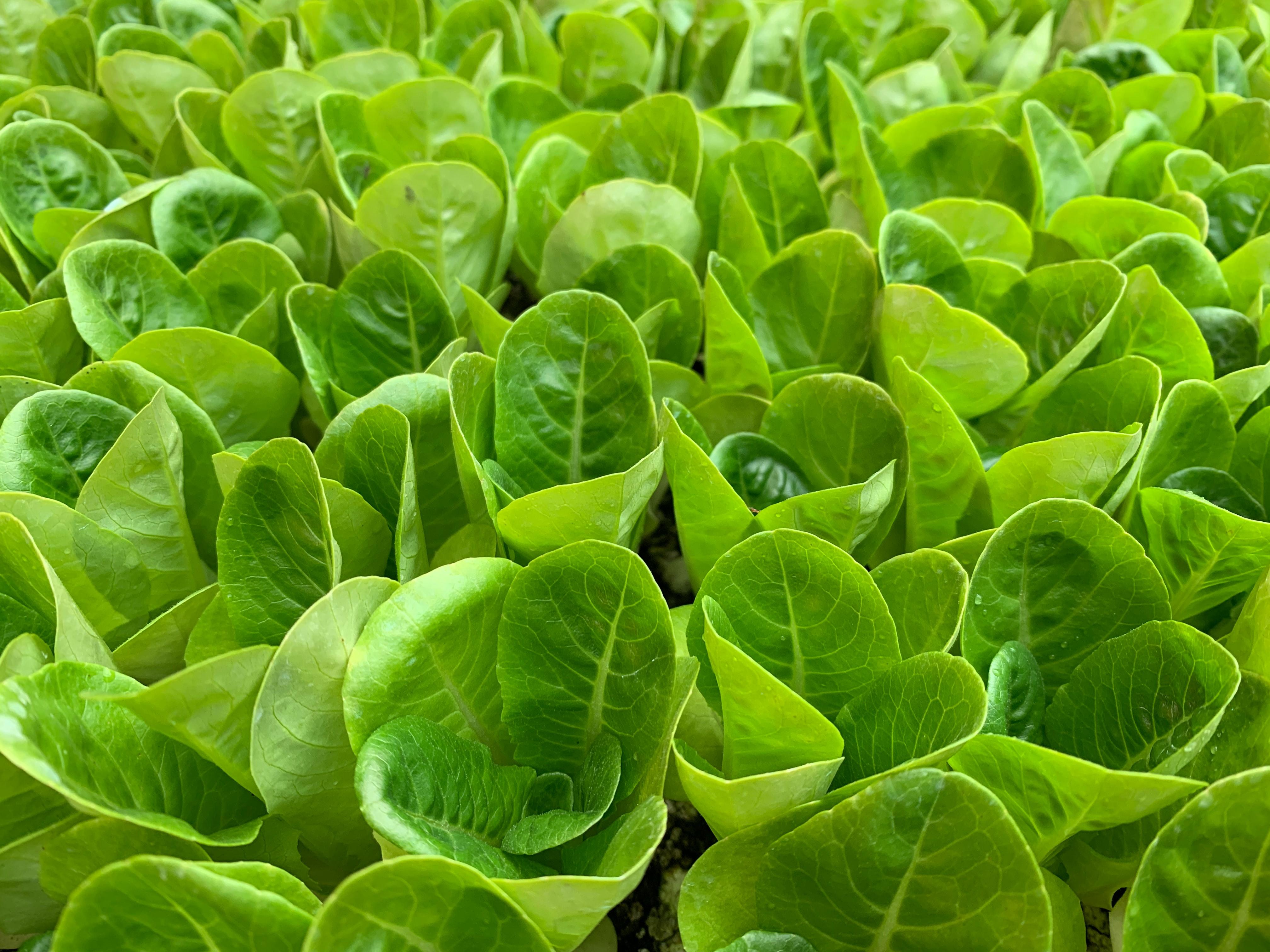 Plant-And-Art Market