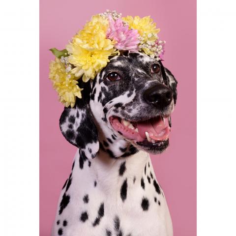 London's pop-up dog photography service